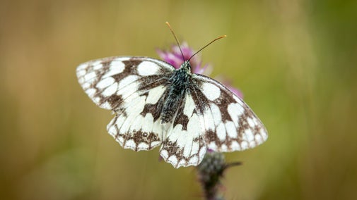 Marbled white butterfly on thistle